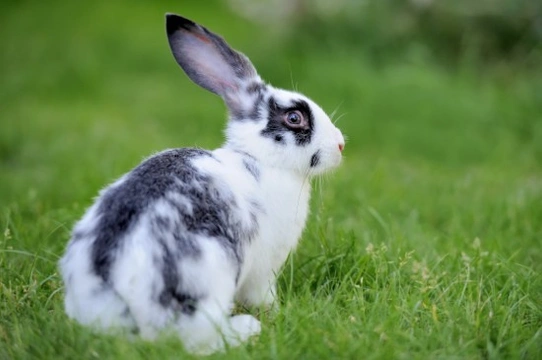 Top Tips on Adopting a Rabbit