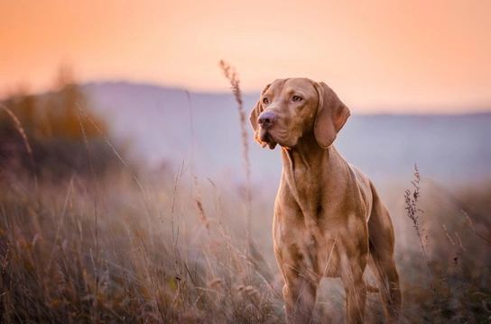 Why do some dogs develop food allergies?