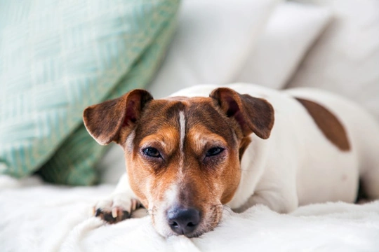 The potential dangers of pet hair in your home