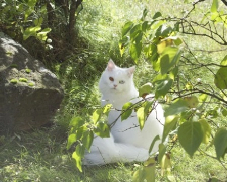 Gatto Persiano bianco: colore occhi, carattere e prezzo