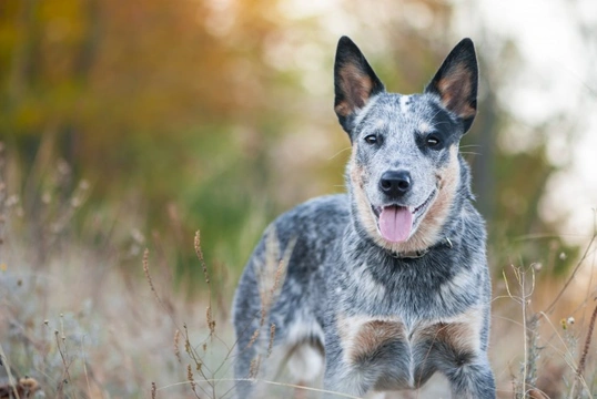 Hereditary cystinuria (dominant) health testing for Australian cattle dogs