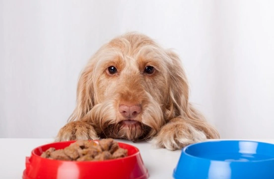 Ten Common Dog Food Ingredients Explained