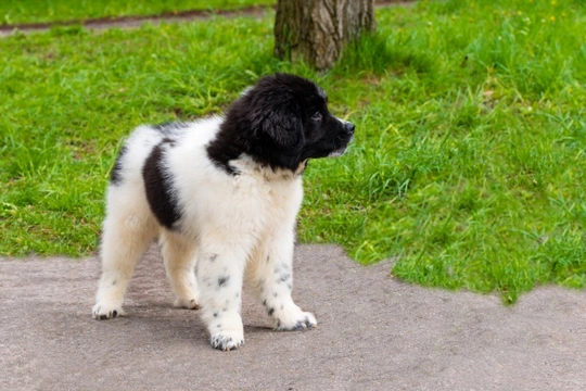 Karakachan dog similar store breeds