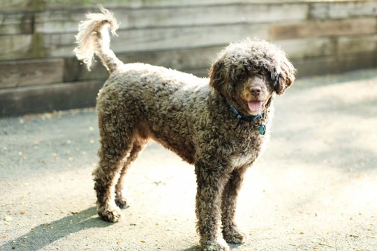 Curly haired water dog hotsell