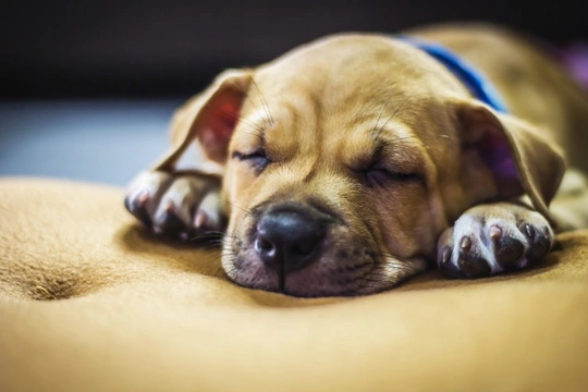 Puppy napping before bedtime hotsell