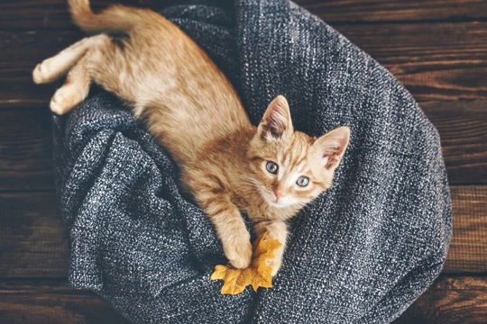 How to Teach the Kids to Play Nicely With a New Kitten