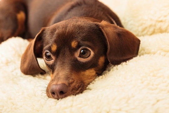 6 Myths about a Dog's Behaviour Demystified