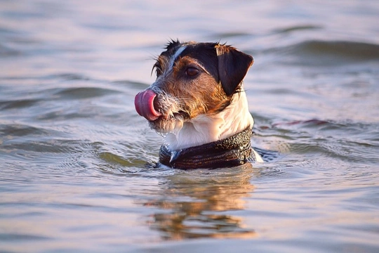 Getting your dog comfortable around water