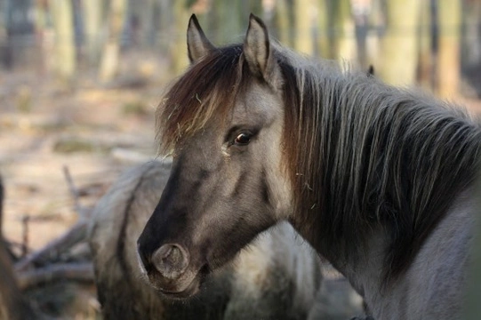 10 Unique & Rare Breeds of Horse