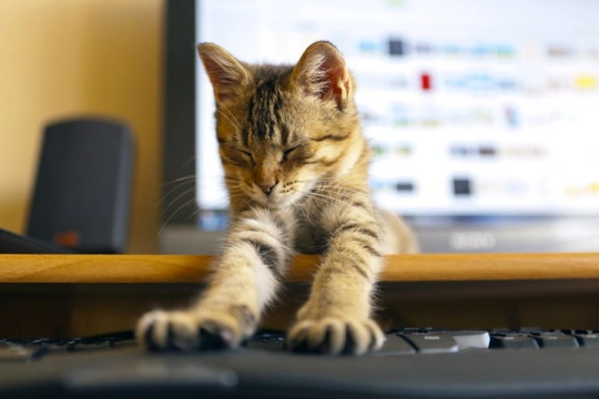 Cats and Their Passion for Computer Keyboards