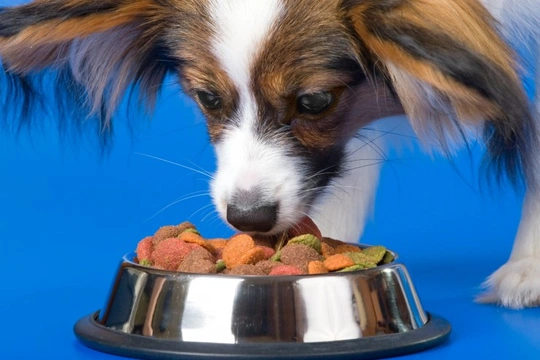 How to Feed a Dog after a Bout of the Runs