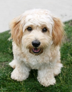 All about the Cavachon dog