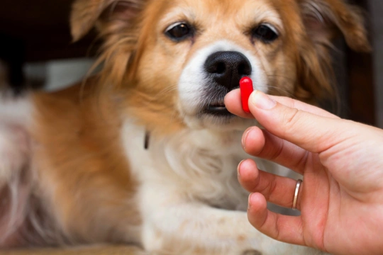 Léčivé přípravky pro lidi v medicíně psů a koček