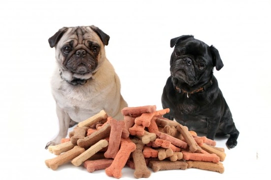 Why might your dog lose interest in treats?