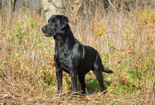 American best sale type labrador