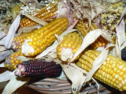 Poklady z přírody 41 – Kukuřice