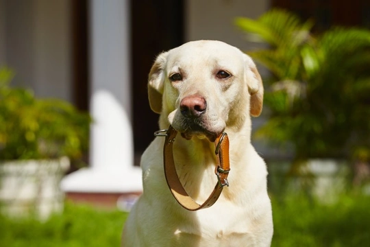 Dog collar rubbing store fur off neck