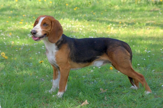 German best sale hound breeds