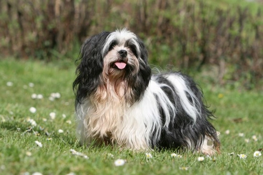 Grooming styles for the Lhasa Apso