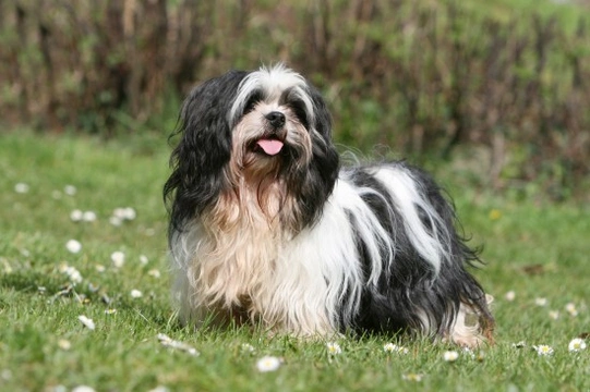 Lhasa apso hot sale hair