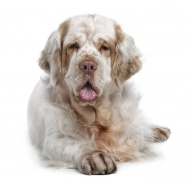 The Clumber Spaniel – A Gentle Character & Loyal Family Pet