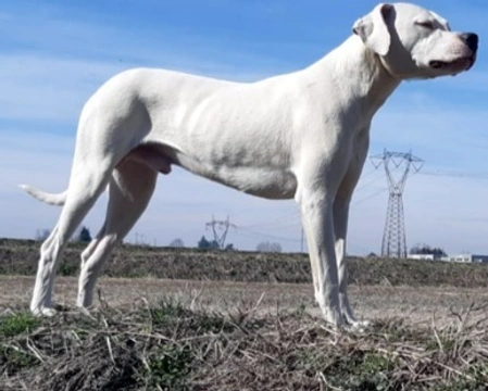 Il Dogo Argentino, carattere, standard e peculiarità