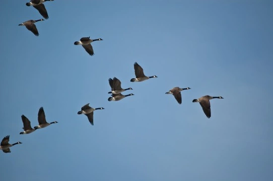 What is Bird Migration?