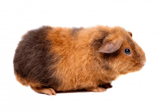 Teddy satin guinea sales pig