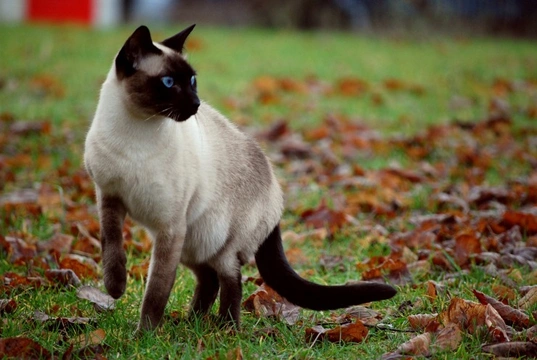 Siamese cat colour genetics