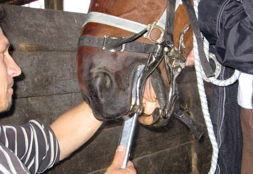 Vlastní kůň, díl 23: Zdravotní a preventivní opatření po koupi koně 