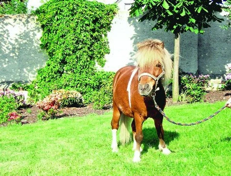 Mini horse a jejich potíže