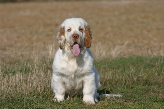 Types of best sale spaniel breeds