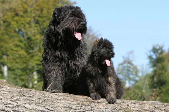 Working bouvier hot sale breeders