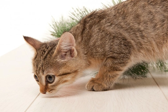 Nine things your cat’s sense of smell can do