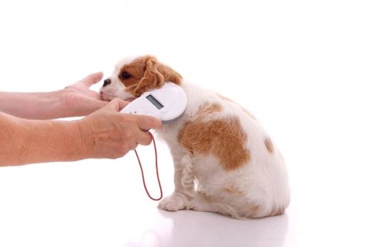 Should it be compulsory to have your dog microchipped?