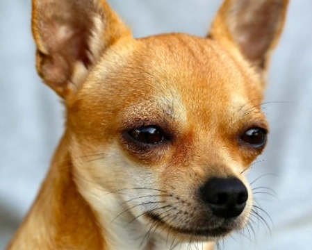 Incrocio Pinscher Chihuahua: cosa sapere prima di adottarlo