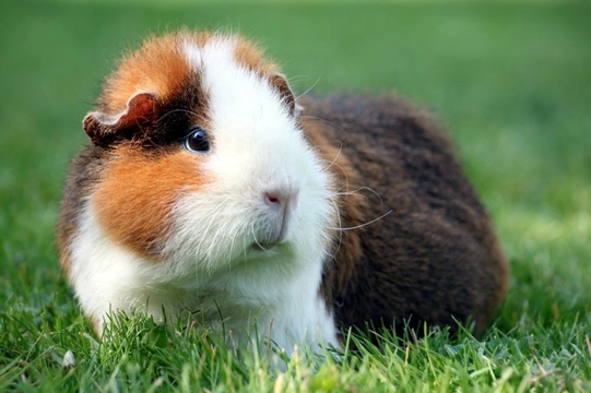14 Ways to help keep your guinea pig healthy and happy