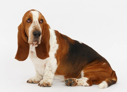 How to keep your Basset hound’s ears clean and healthy