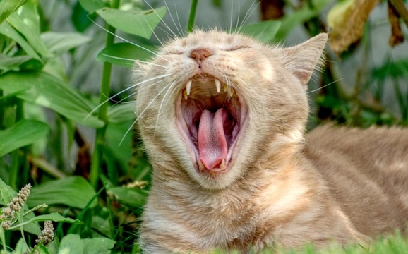 Dental Pain in Cats