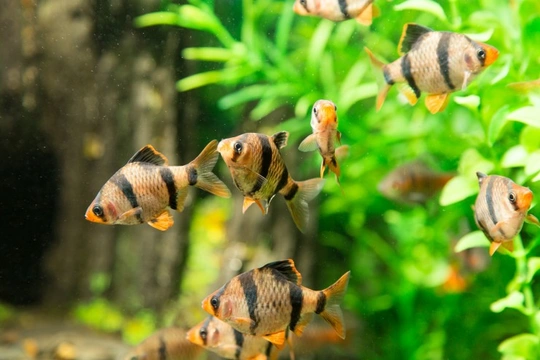 Are your tropical fish stressed?