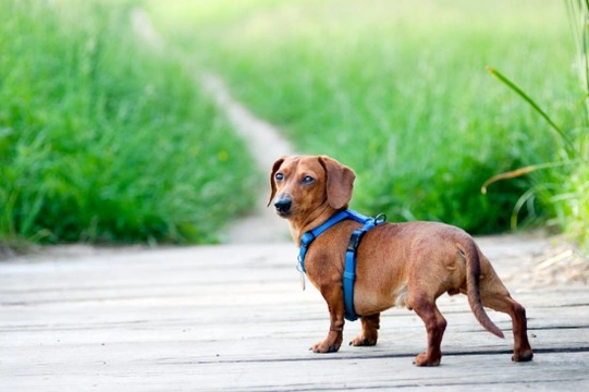 Collars, harnesses and leads - What do you need for your dog