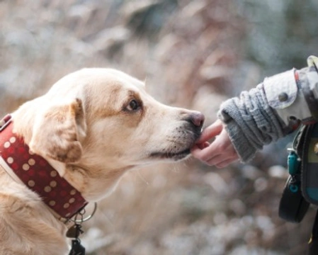 Pet Therapy: quali razze di cani sono più adatte?