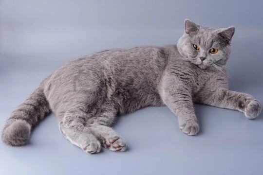 Grey 2024 pedigree cat