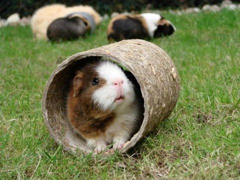 How to Keep Your Guinea Pig Entertained