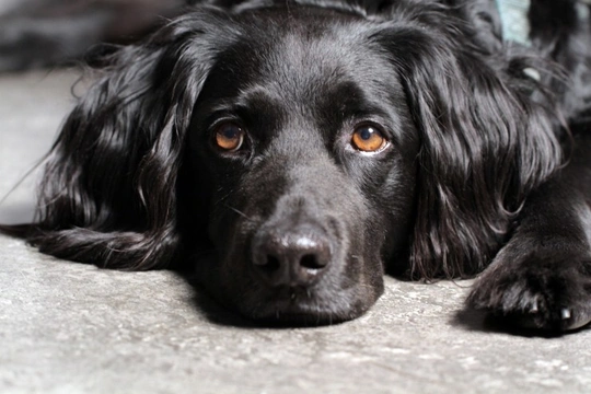 What causes hyperphosphatemia in dogs?