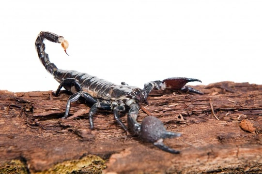 Six tips for keeping pet scorpions happy and healthy