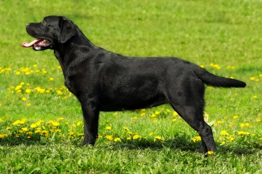 Skeletal Dwarfism (SD2) testing for the Labrador retriever