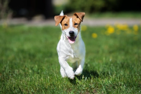 Severe combined immunodeficiency DNA testing for the Jack Russell dog breed