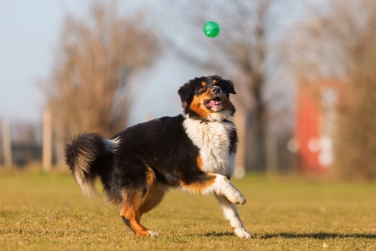 How to teach your dog to catch a ball
