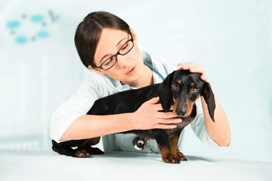 What is Pulmonary Edema in Dogs?
